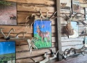 Рога благородного оленя в экспозиции на оленьей ферме